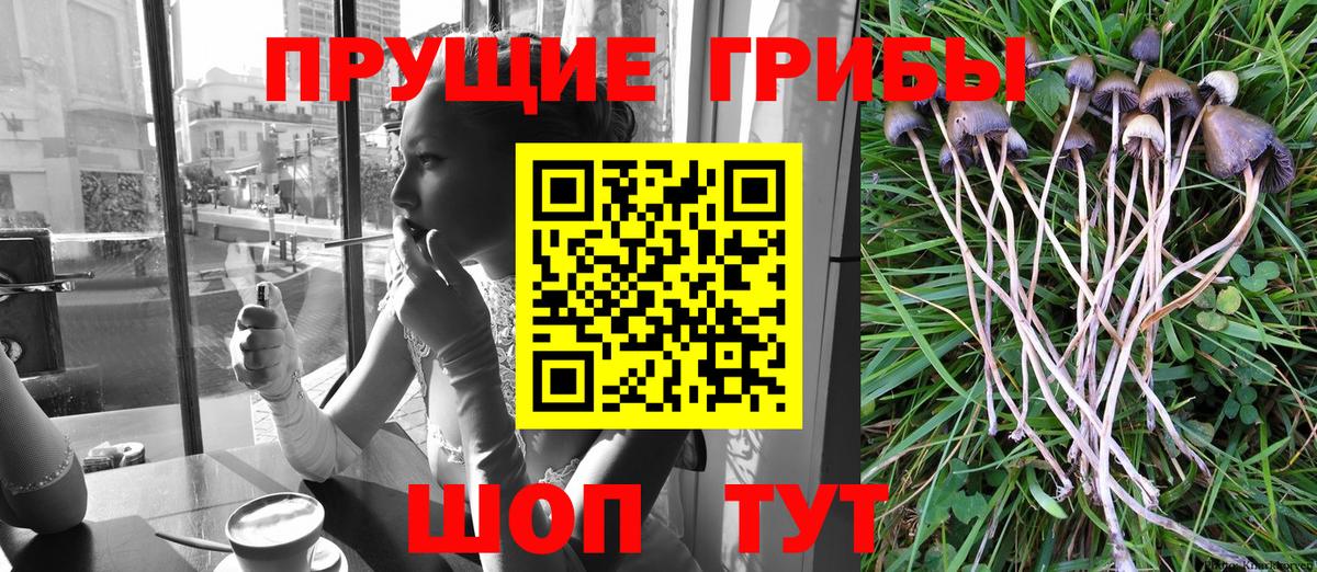 Псилоцибиновые грибы Psilocybe Осинники